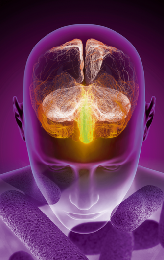 Lien confirmé entre la maladie d’Alzheimer et le microbiote intestinal