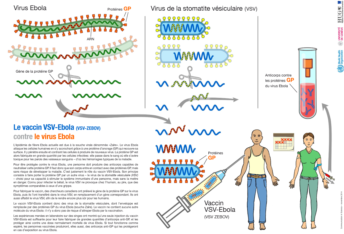 Infographie sur le vaccin expérimental