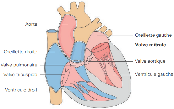 Le cœur et la valve mitrale
