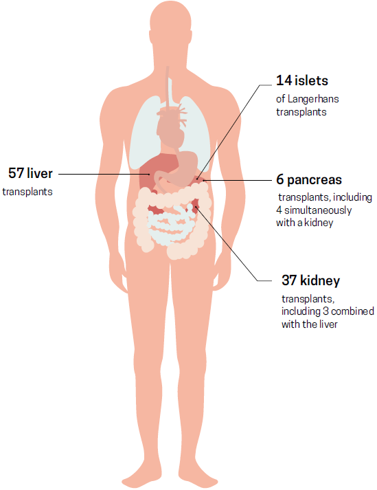 le corps humaine : les organes
