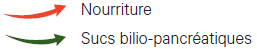 Légendes: Flèches rouges = nourriture et Flèches vertes = sucs bilio-pancréatiques
