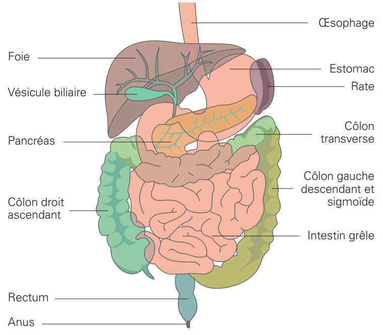 chirurgie du pancréas