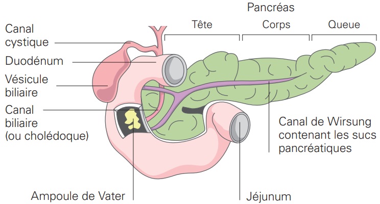 section du pancréas