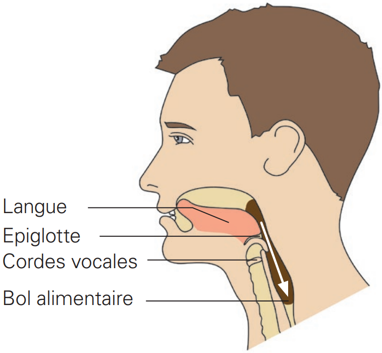 Déglutition normale Déglutition normale