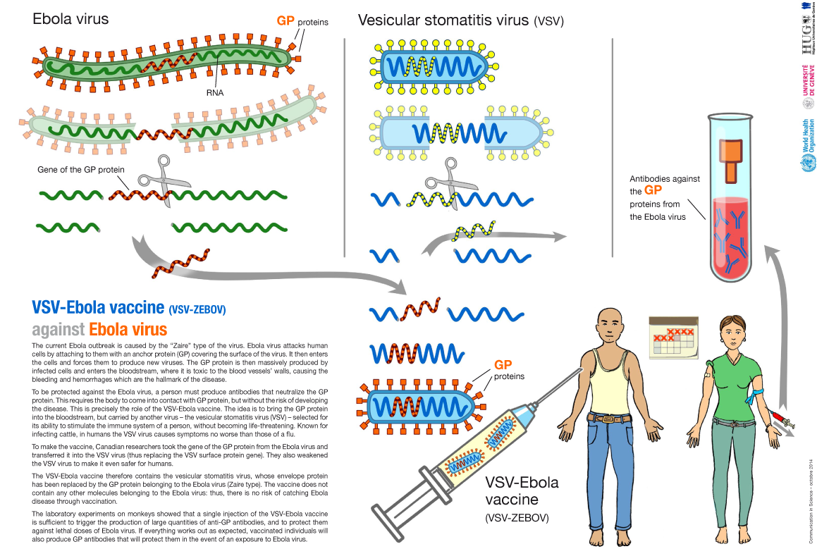 Diagram “VSV-ZEBOV vaccine against Ebola