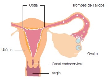 Schéma utérus