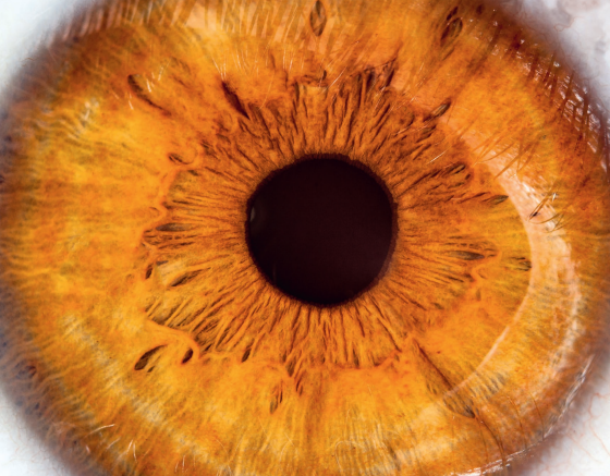 Le Chalazion Et Ses Traitements Service D Ophtalmologie Hug Hopitaux Universitaires De Geneve