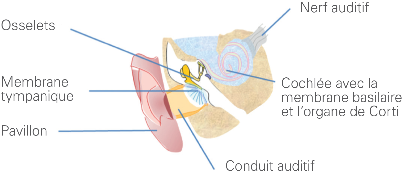 Comment est constituée l'oreille ?
