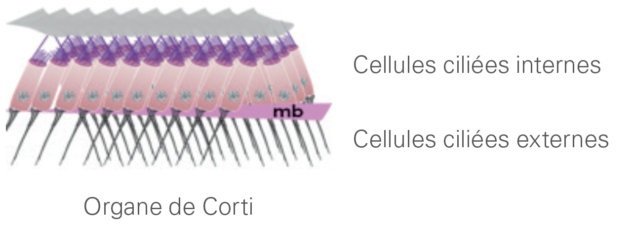 l'organe corti