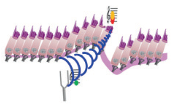 audition défaillante