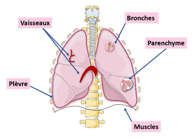l'appareil respiratoire