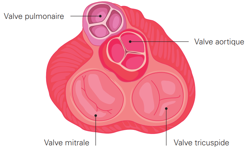 section de valve aortique