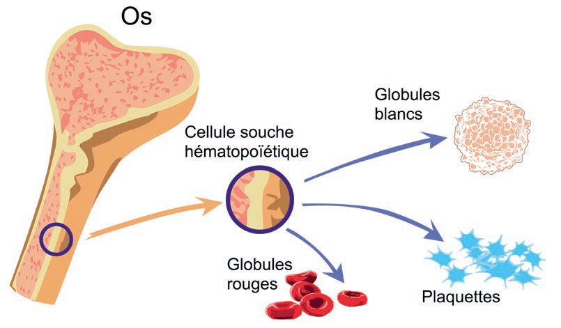 Formation des éléments du sang à partir des cellules souches hématopoïétiques