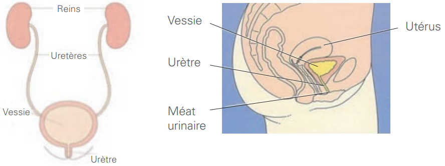 système urinaire - femme