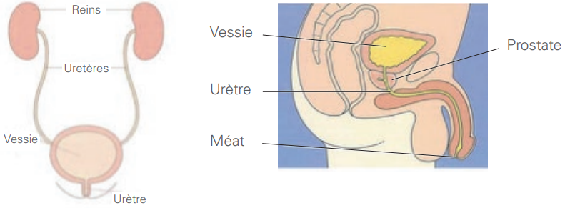 système urinaire homme