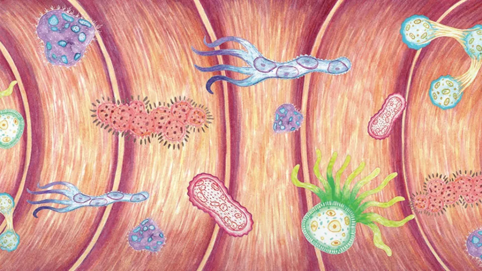 Microbiota