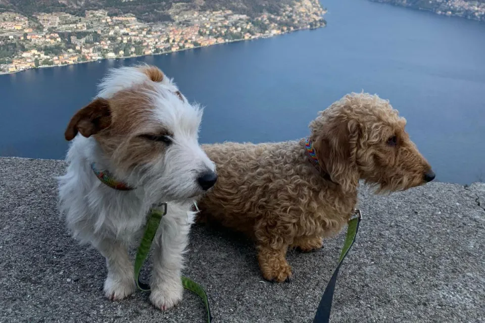 Coco et Roxy, les chiens de thérapie de rééducation des HUG