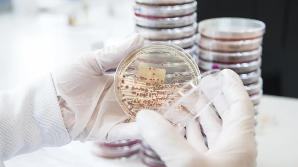 Entérobacteria - HUG