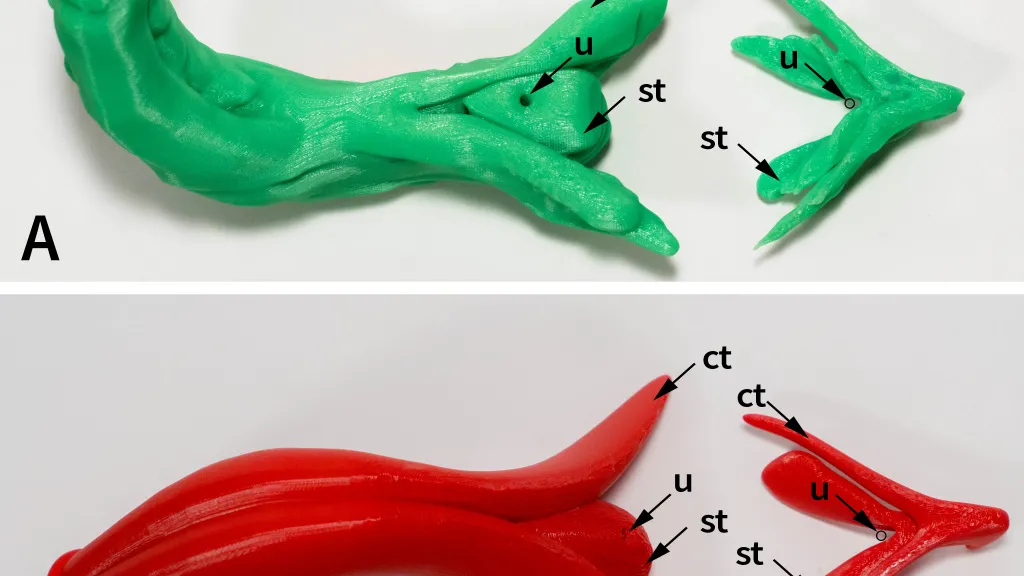 Abdulcadir J, Dewaele R, Firmenich N, et al. In Vivo Imaging–Based 3-Dimensional Pelvic Prototype Models to Improve Education Regarding Sexual Anatomy and Physiology. J Sex Med 