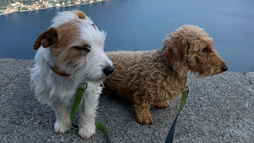 Disparition de Coco et Roxy : Chiens de thérapie aux HUG