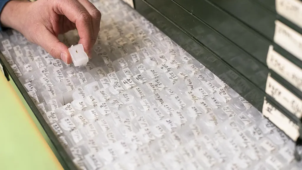 Blocs de paraffine contenant des prélèvements de tissus