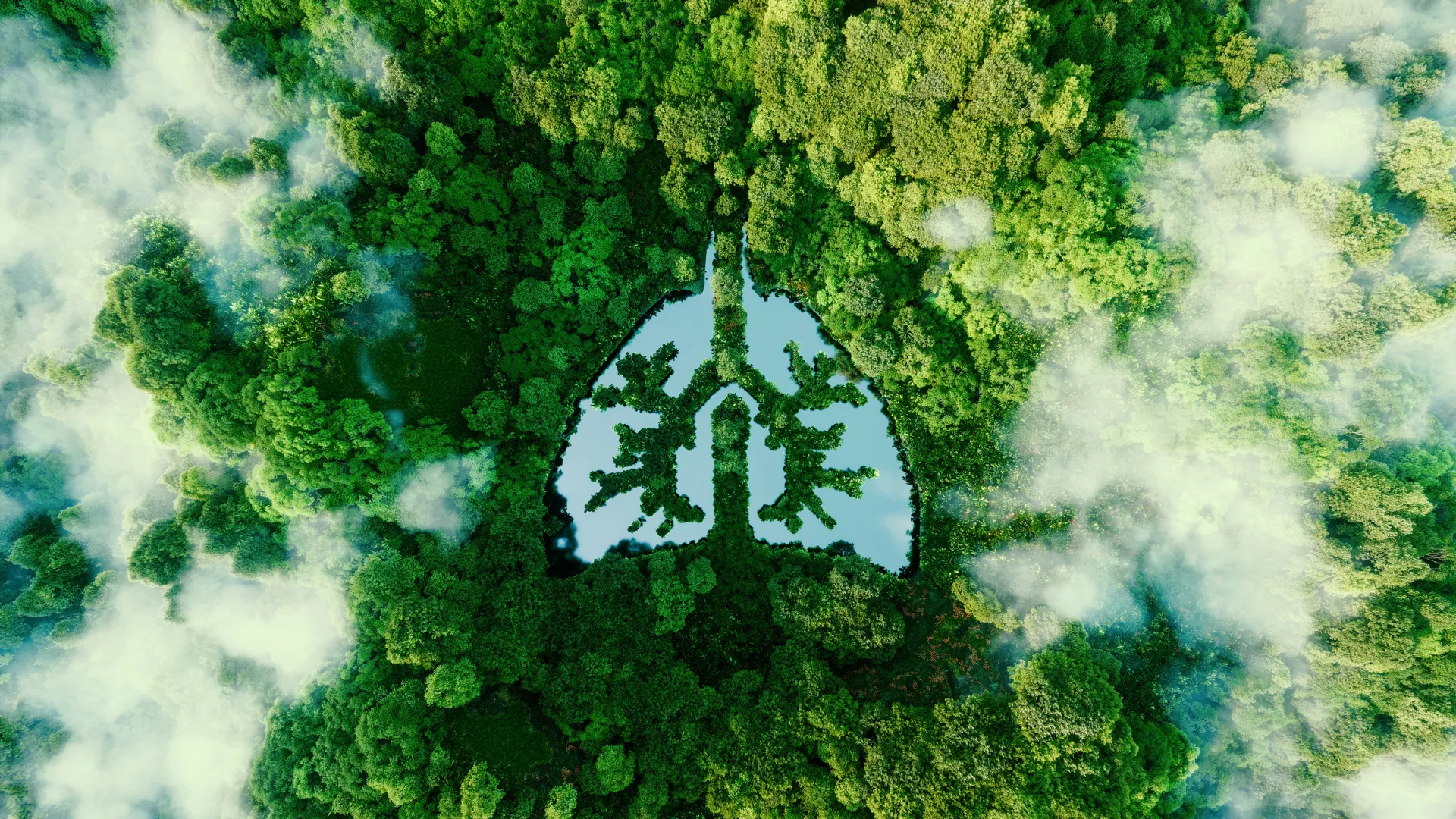 Des poumons formés par un lac dans la forêt