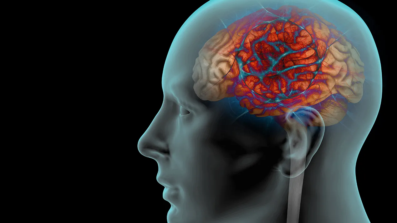 cerveau en transparence