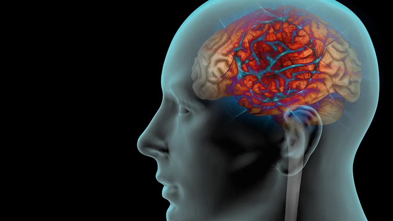 cerveau en transparence