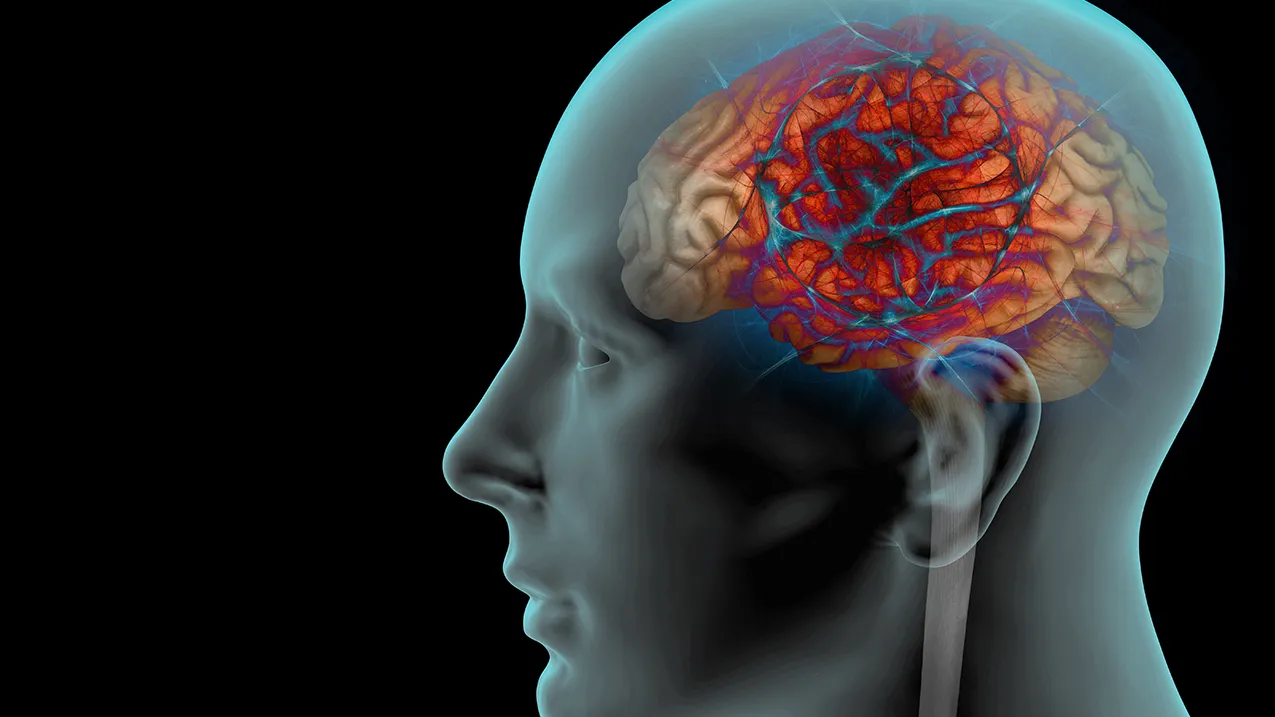 Cerveau qui apparait en transparence dans une tête