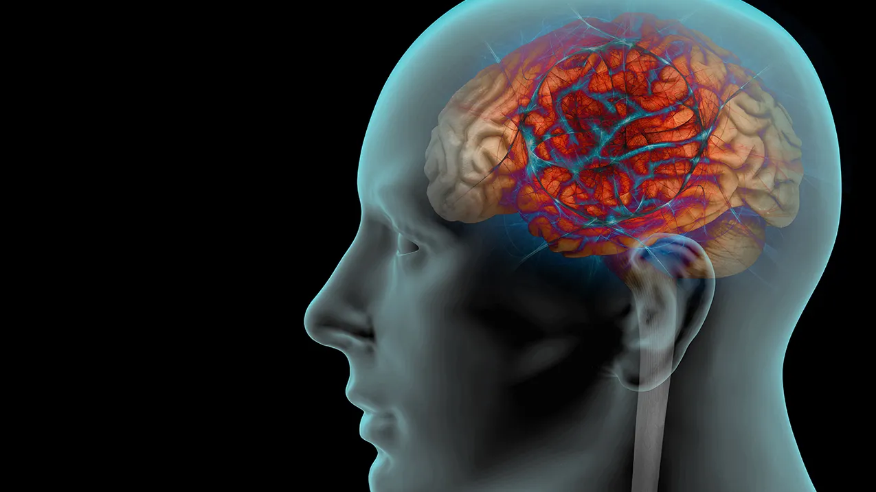 cerveau en transparence