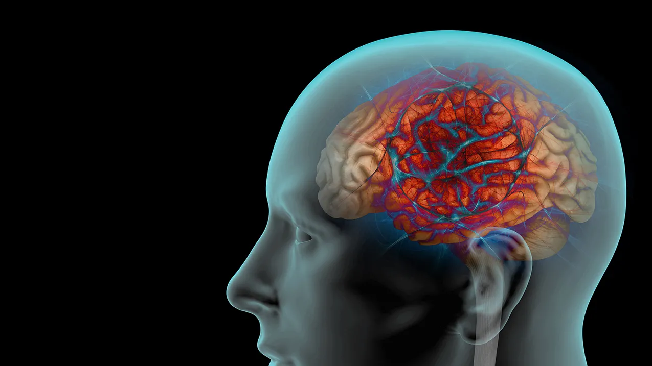 cerveau en transparence