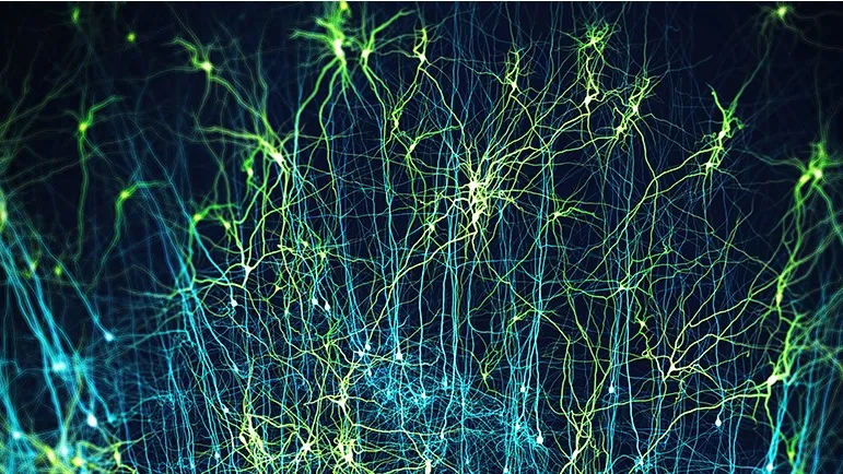 Synthesis of neocortical neurons (détail) - Blue Brain Project, EPFL