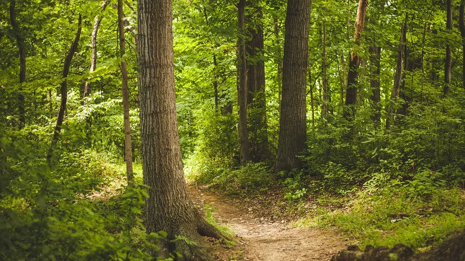 Cérémonie du souvenir