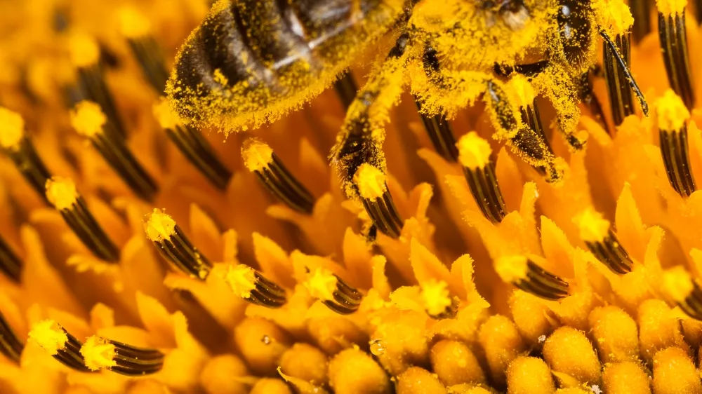 40e Journée romande d'allergologie