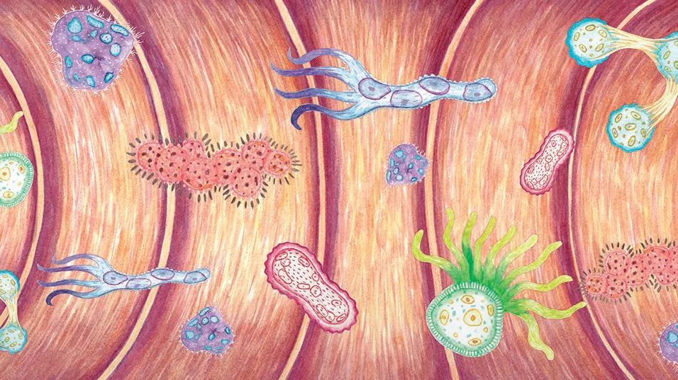 Feeding the microbiota