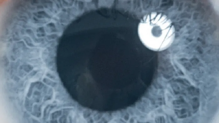 Brochure Gipp : La greffe de membrane amniotique humaine