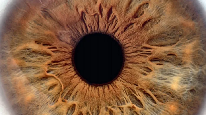 Brochure Gipp : L'éviscération et l'énucléation oculaire