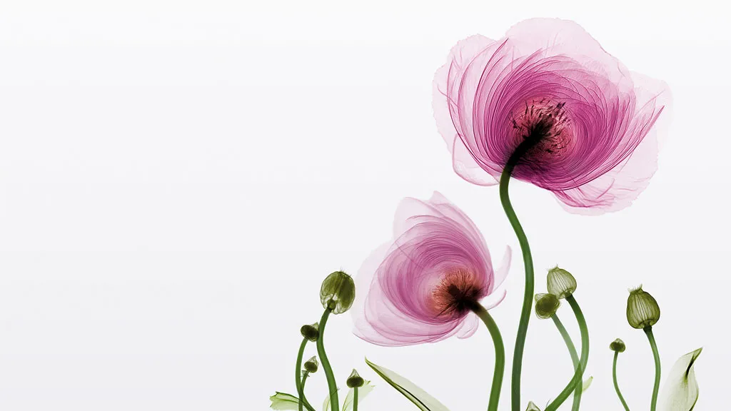 Division privée - expertise