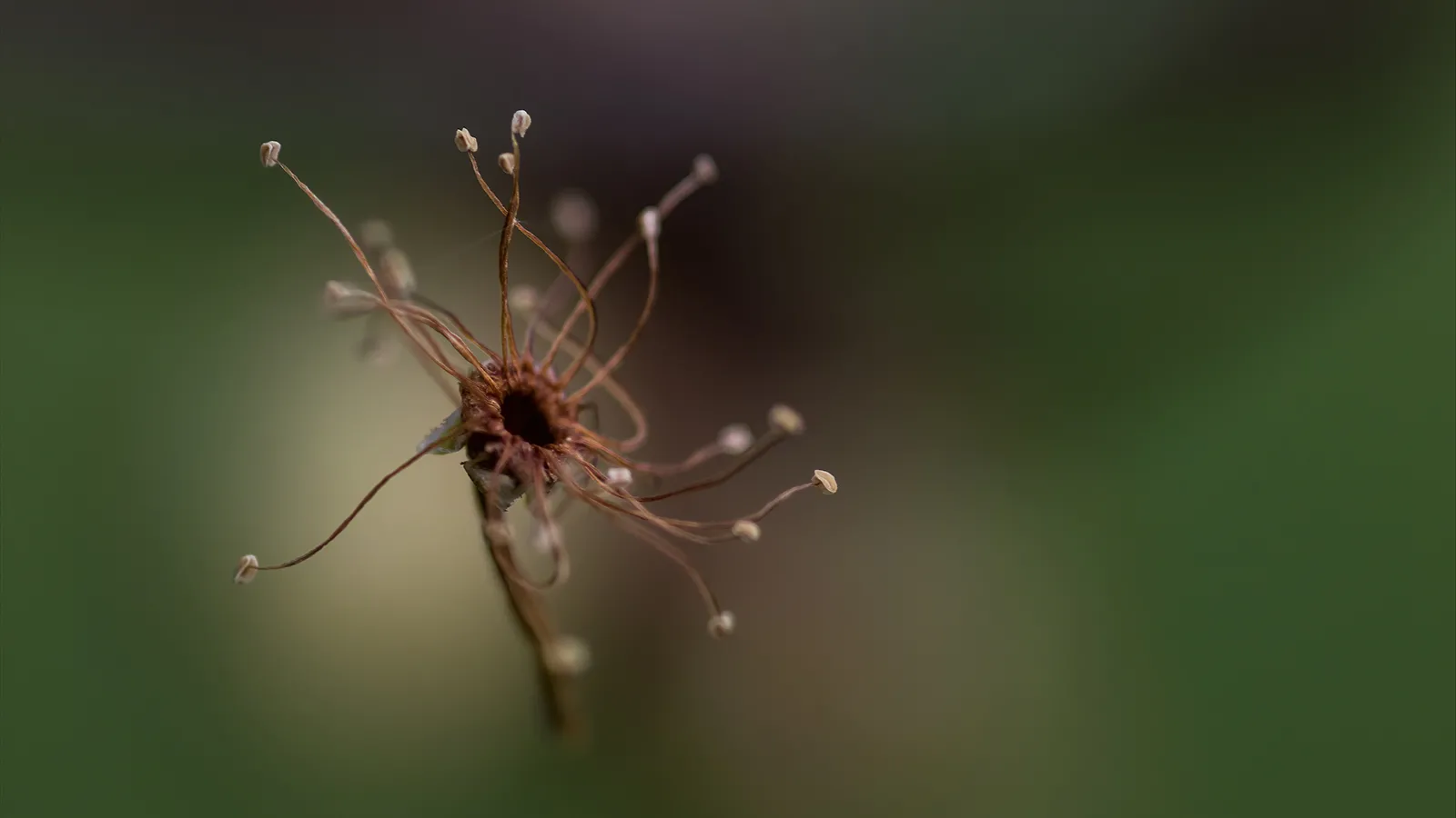 Œuvre n°10 - L'oeil de la terre