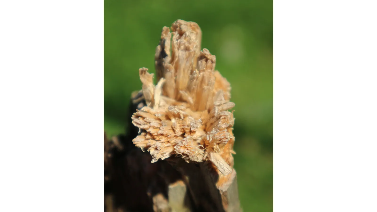 Œuvre n°21 - Souche intense