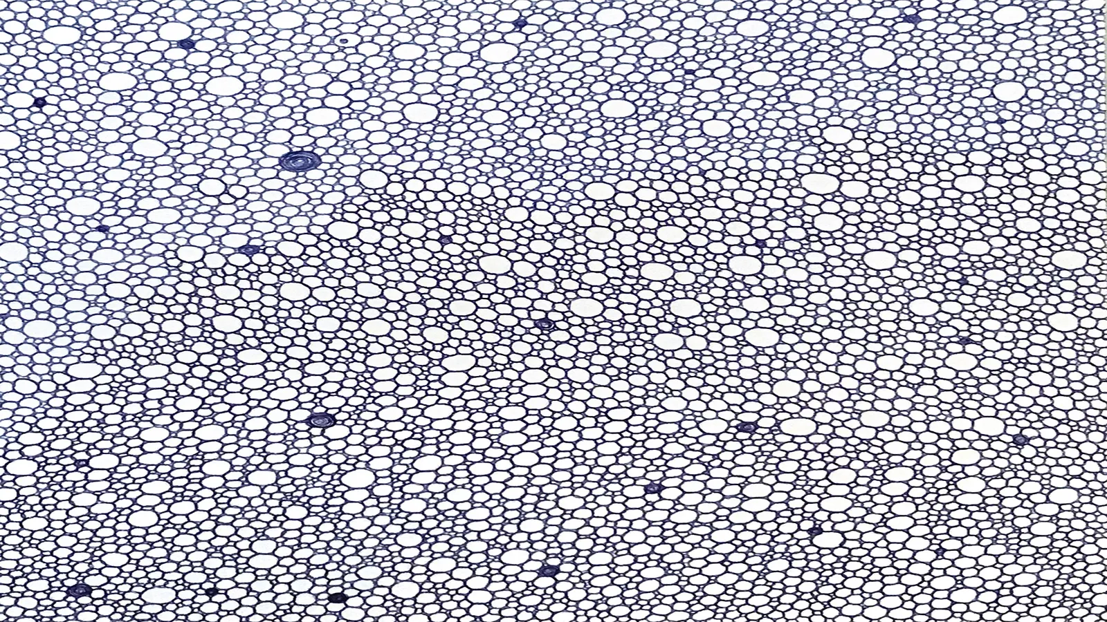 Photo de l'exposition 