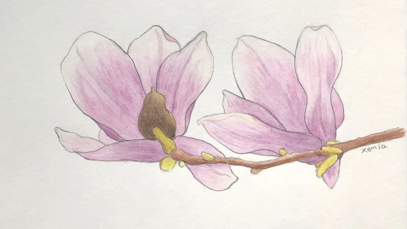 magnolia de Xenia Thevoz