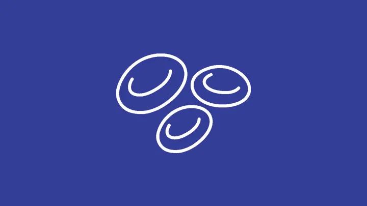 Système sanguin et hématopoïétiques