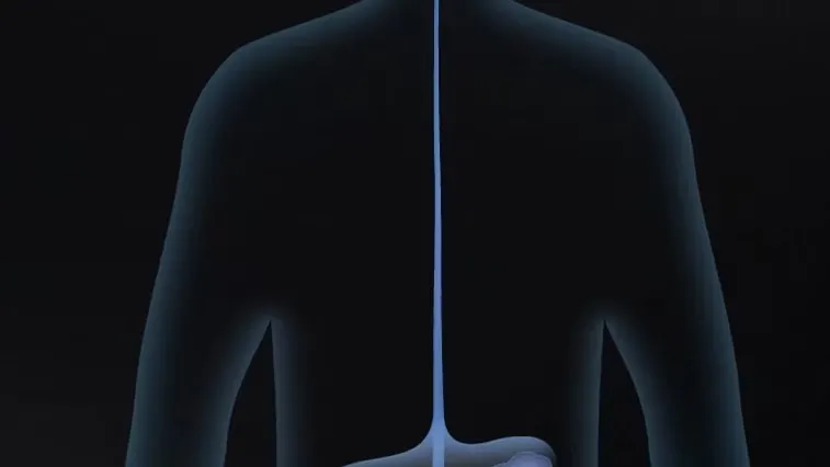 Représentation schématique des bactéries du microbiote