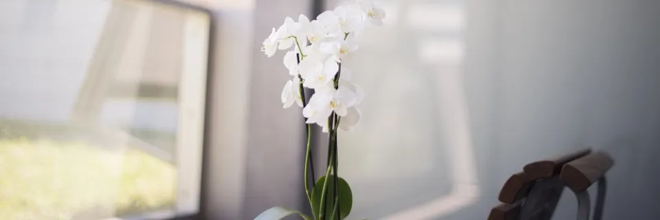 Image maternité HUG