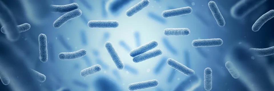 bactéries