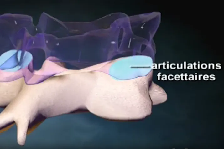 articulations facettaires 