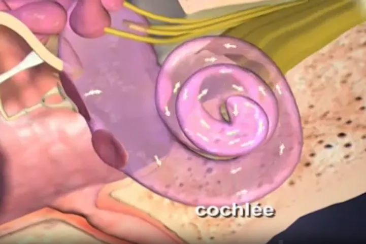La cochlée