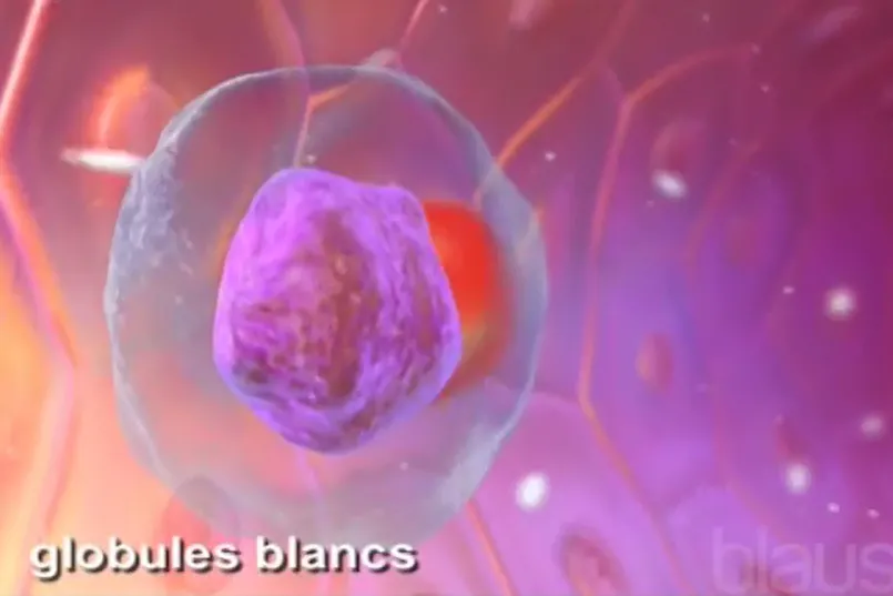 Globules blancs