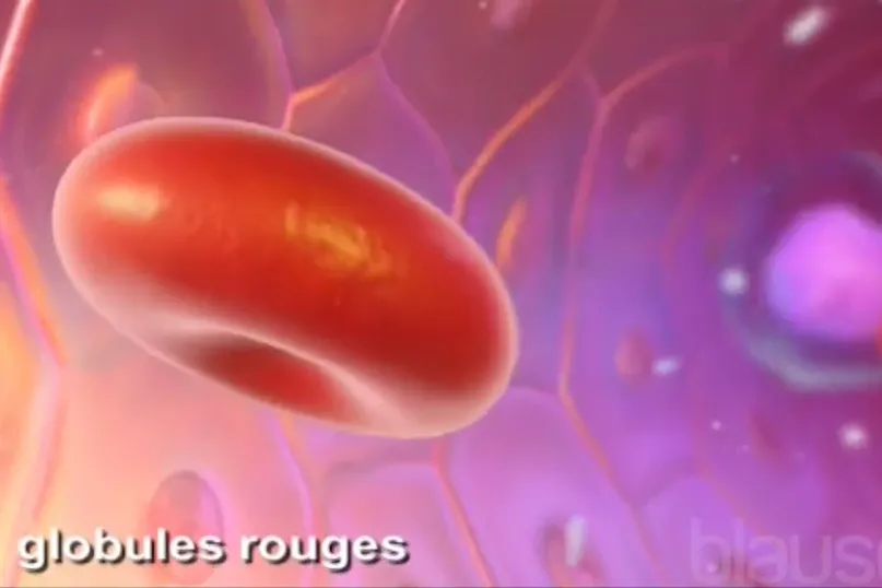 Globules rouges